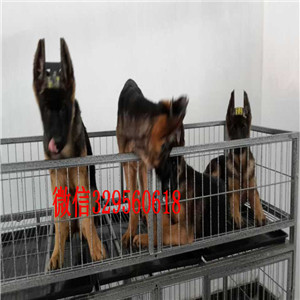 延庆哪里有卖纯种德牧赛系德牧多少钱犬舍繁殖