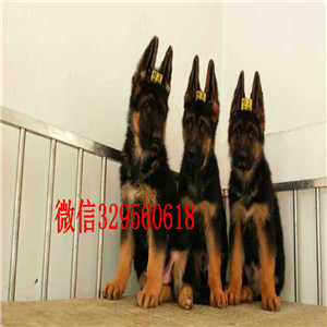 延庆哪里有卖纯种德牧赛系德牧多少钱犬舍繁殖德牧黑背多少钱