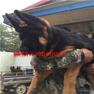 大兴出售纯种德国牧羊犬牧羊犬多少钱一只包纯种健康养活黑背多少钱