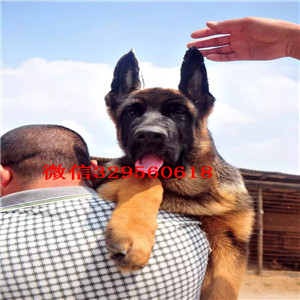 大兴出售纯种德国牧羊犬牧羊犬多少钱一只包纯种健康养活黑背多少钱