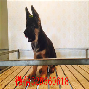 福州哪里有德牧犬出售 纯种德国牧羊犬多少钱一只