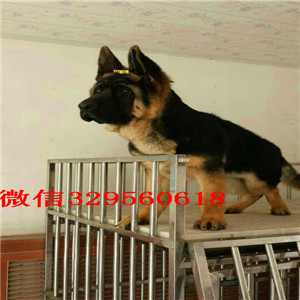 牡丹江德国牧羊犬多少钱一只 纯种德牧 德国牧羊犬价格