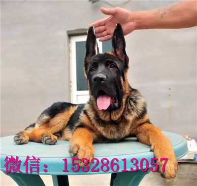 沈阳哪里有卖纯种德牧 弓背德牧多少钱一只 赛