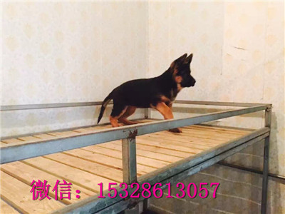 镇江哪里有卖德国牧羊犬纯种德牧多少钱雷神直