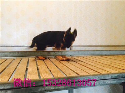 沈阳哪里的德牧便宜双血统德国牧羊犬价格雷神直系德牧幼犬正宗德牧幼犬