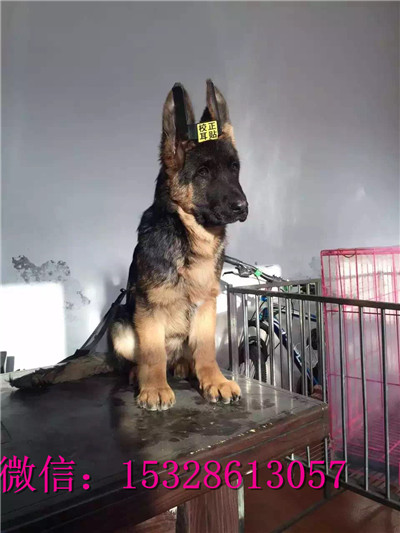武汉哪里能买到纯种德牧赛级德牧多少钱黑脸德
