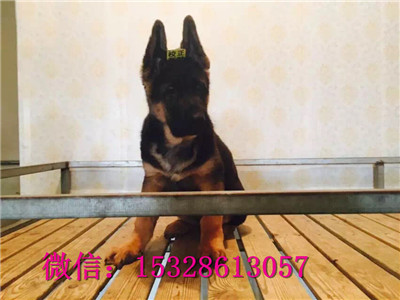沈阳哪里的德牧便宜双血统德国牧羊犬价格雷神