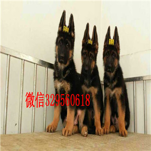 沈阳哪里有卖德牧的,德牧价格，德国牧羊犬多少