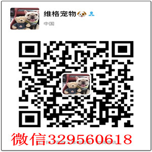 长沙德国牧羊犬出售  纯种牧羊犬价格多少钱一