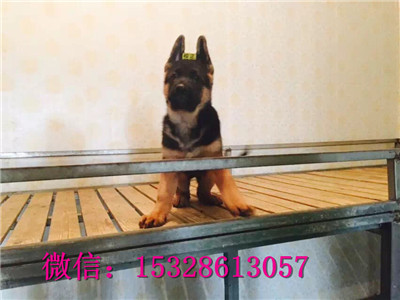 沈阳哪里的德牧便宜双血统德国牧羊犬价格雷神直系德牧幼犬正宗德牧幼犬