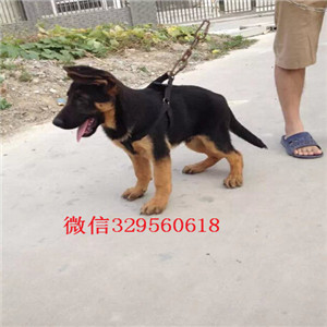  汕头出售弓背纯种德国牧羊犬，精品锤系德国牧