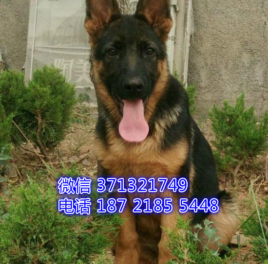 德牧出售 厦门犬舍本地德国牧羊犬幼犬 健康保