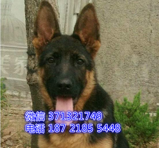 德牧出售 厦门犬舍本地德国牧羊犬幼犬 健康保障