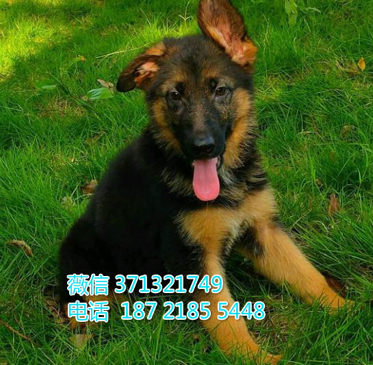 德国出售纯种幼犬，苏州犬舍，苏州哪里有卖狗狗