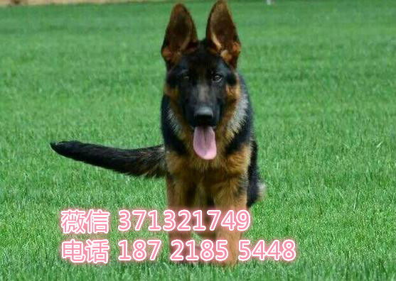 德牧出售纯种，疫苗做好南昌犬舍繁殖德牧 全国可发货