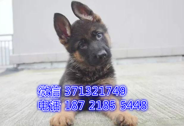 德国牧羊犬出售纯种幼犬，大型犬 看家犬