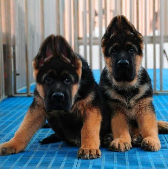 昭通宠物狗犬舍 出售纯种德牧幼犬 宠物狗网站