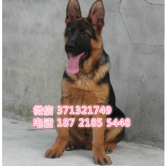 南宁犬舍 德牧特价宠物狗狗 南宁狗场繁殖 小型犬大型犬