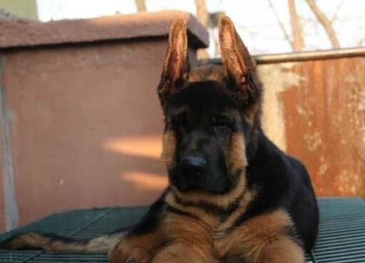 西安宠物狗狗犬舍出售纯种德牧幼犬狗市场在哪