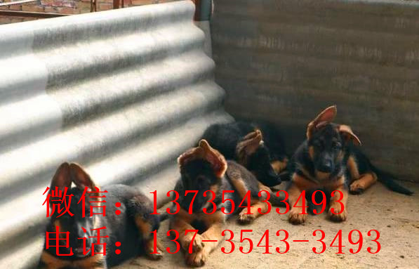 厦门宠物狗狗犬舍出售纯种德牧幼犬狗市场在哪 大型犬好不好养