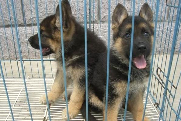 北京犬舍出售德牧幼犬 狗市在哪买狗 哪里有卖