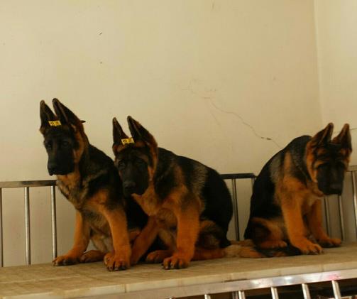 上海宠物狗犬舍转让纯种德牧幼犬 网上买狗卖