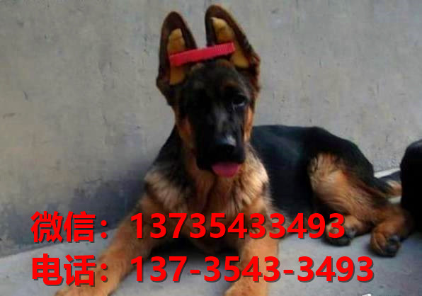 厦门宠物狗犬舍转让纯种德牧幼犬 网上买狗卖狗信息哪里有领养