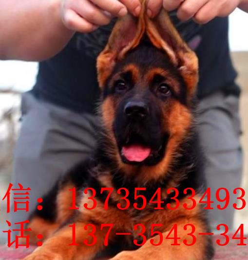 南京宠物狗狗出售纯种德牧幼犬领养犬舍