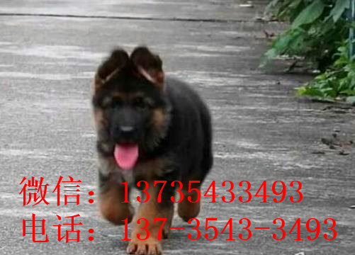 厦门宠物狗狗领养德牧犬狗市场在哪里有买狗卖狗