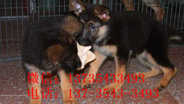 福州宠物狗狗出售纯种德牧幼犬领养犬舍