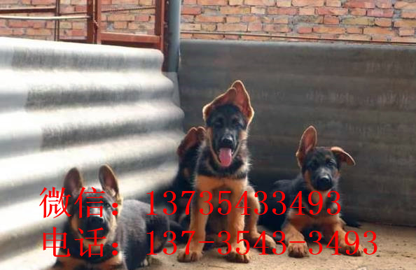 厦门宠物狗狗出售纯种德牧幼犬领养犬舍