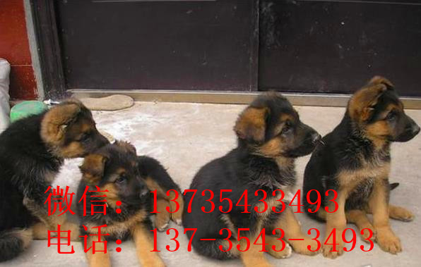 上海宠物狗犬舍德牧犬卖狗买狗在哪有狗市场