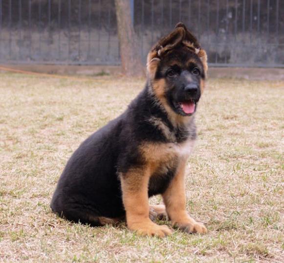 铜川宠物狗犬舍 出售纯种德牧幼犬 宠物狗网站