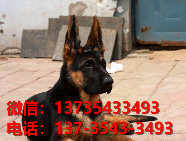 西安宠物狗犬舍转让纯种德牧幼犬 网上买狗卖狗信息哪里有领养