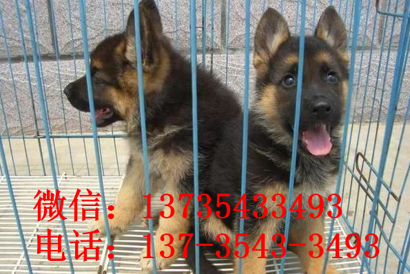 厦门宠物狗狗出售纯种德牧幼犬领养犬舍