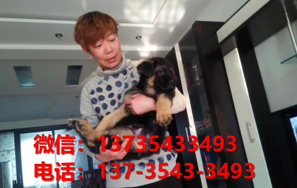 厦门宠物狗犬舍转让纯种德牧幼犬 网上买狗卖狗信息哪里有领养