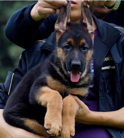 厦门宠物狗犬舍转让纯种德牧幼犬 网上买狗卖