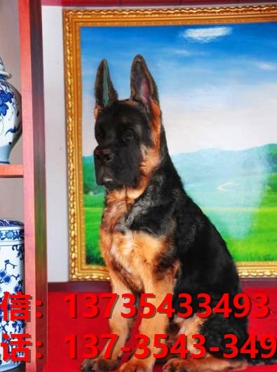 西安宠物狗犬舍转让纯种德牧幼犬 网上买狗卖