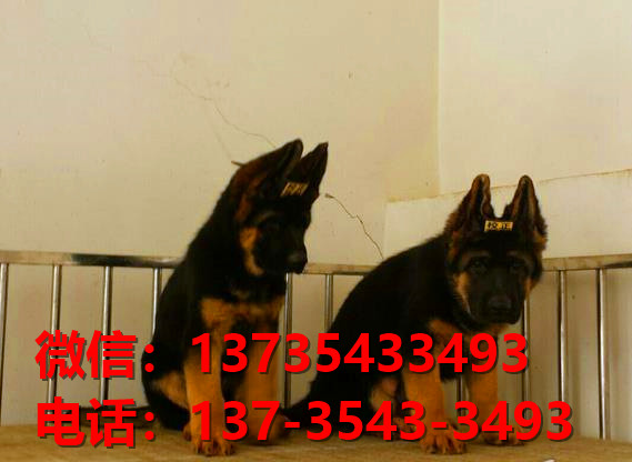 西安宠物狗犬舍转让纯种德牧幼犬 网上买狗卖狗信息哪里有领养