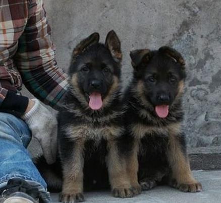 南昌宠物狗狗出售纯种德牧幼犬领养犬舍