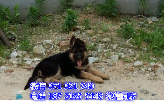 福州特价 德牧犬出售纯种幼犬 福州宠物狗狗犬舍