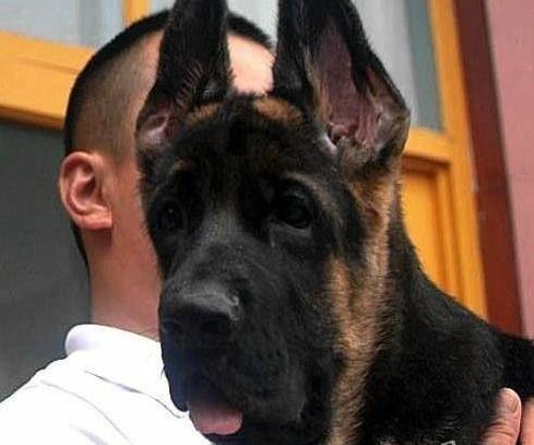 武汉宠物狗狗犬舍出售纯种德牧幼犬狗市场在哪