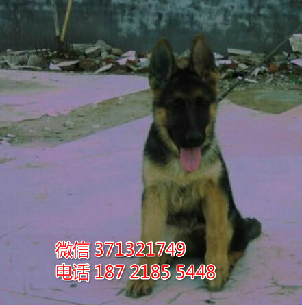武汉德牧出售纯种幼犬 狗场繁殖 特价德牧
