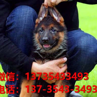 沈阳宠物狗犬舍 出售纯种德牧幼犬哪里有宠物