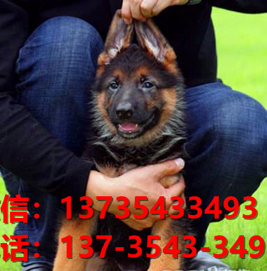 纯种德牧幼犬出售 武汉宠物狗犬舍领养宠物狗狗市场在哪里买狗卖狗