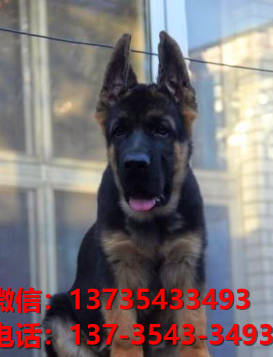 苏州宠物狗犬舍 出售纯种德牧幼犬哪里有宠物