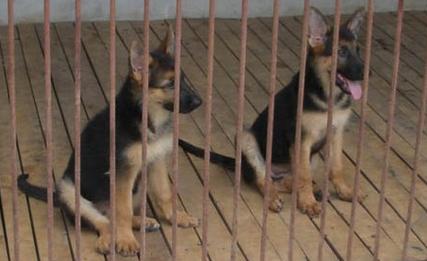 怒江本地哪里买卖德牧小狗泸水地区出售纯种德