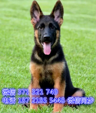 全国发货 北京 德牧犬出售纯种幼犬 特价狗狗