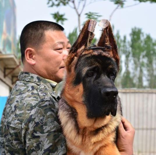 厦门犬舍出售纯种德牧幼犬宠物狗市场在哪里卖