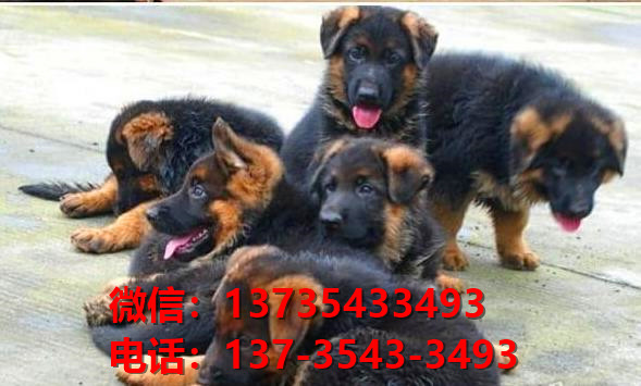 西安宠物狗犬舍 出售纯种德牧幼犬哪里有宠物狗市场卖狗